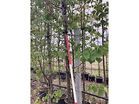 Judasboom - sierboom - afbeelding 2 van  2