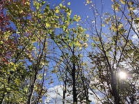 Judasboom - sierboom