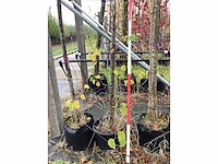 Judasboom - sierboom - afbeelding 2 van  2