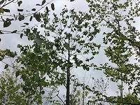 Judasboom - sierboom