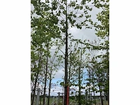 Judasboom - sierboom - afbeelding 1 van  3