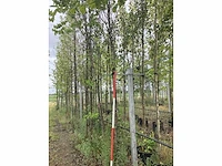 Judasboom - sierboom - afbeelding 2 van  2