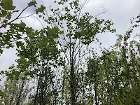 Judasboom - sierboom
