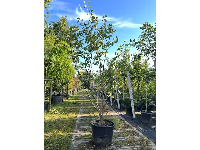 Judasboom, cercis canadensis, meerstammig, roze bloei, ca. 225-250 cm hoog - afbeelding 1 van  2