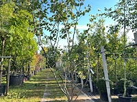 Judasboom, cercis canadensis, meerstammig, roze bloei, ca. 225-250 cm hoog