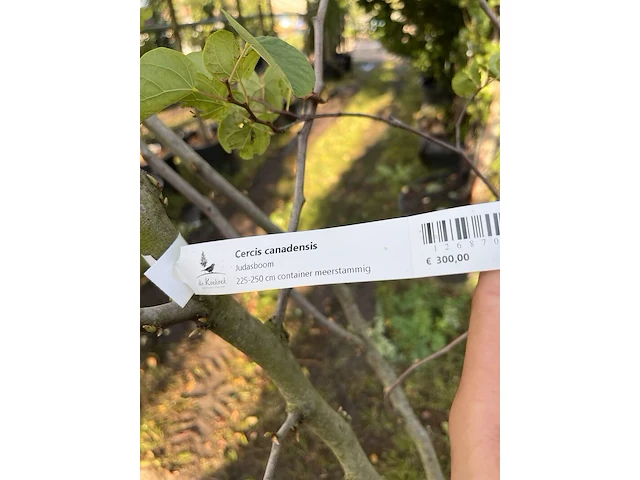 Judasboom, cercis canadensis, meerstammig, roze bloei, ca. 225-250 cm hoog - afbeelding 2 van  2