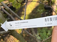 Judasboom, cercis canadensis, meerstammig, roze bloei, ca. 225-250 cm hoog - afbeelding 2 van  2