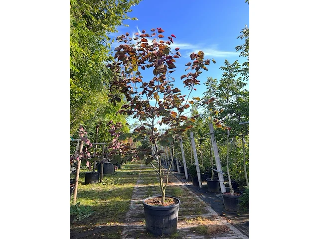 Judasboom, cercis 'forest pansy', meerstammig, roze bloei, ca. 200-250 cm hoog - afbeelding 1 van  2
