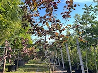 Judasboom, cercis 'forest pansy', meerstammig, roze bloei, ca. 200-250 cm hoog