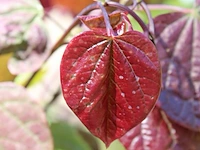 Judasboom, cercis 'forest pansy', meerstammig, roze bloei, ca. 200-250 cm hoog - afbeelding 2 van  2