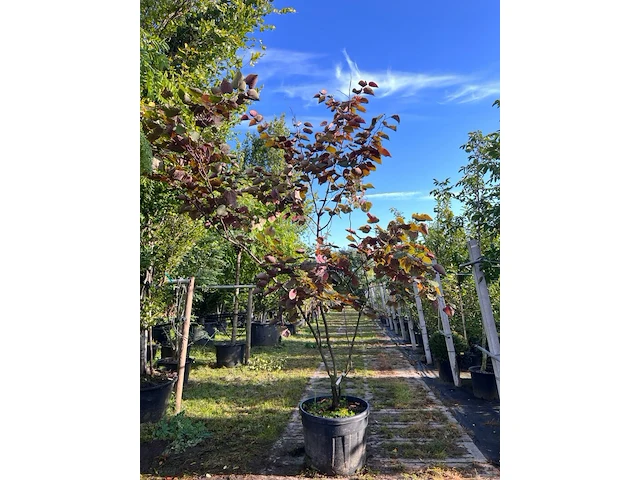 Judasboom, cercis 'forest pansy', meerstammig, roze bloei, ca. 200-250 cm hoog - afbeelding 1 van  2