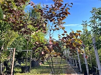 Judasboom, cercis 'forest pansy', meerstammig, roze bloei, ca. 200-250 cm hoog