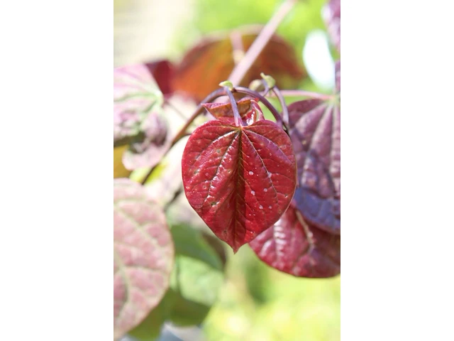Judasboom, cercis 'forest pansy', meerstammig, roze bloei, ca. 200-250 cm hoog - afbeelding 2 van  2
