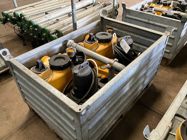 Jung pompunit (2x) - afbeelding 1 van  6