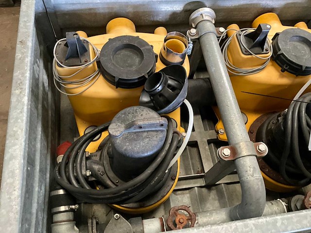 Jung pompunit (2x) - afbeelding 2 van  6