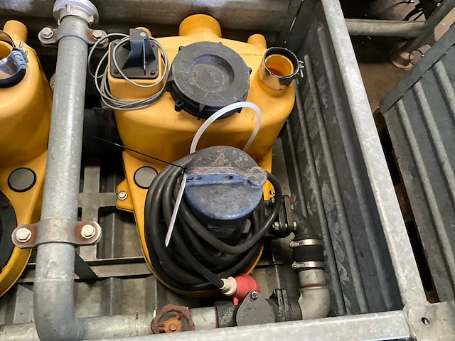 Jung pompunit (2x) - afbeelding 3 van  6