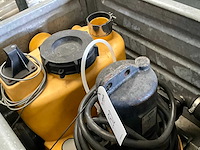 Jung pompunit (2x) - afbeelding 5 van  6