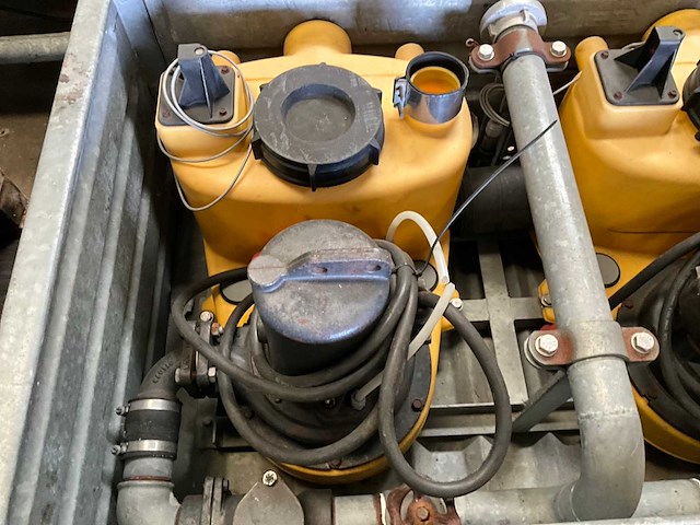 Jung pompunit (2x) - afbeelding 1 van  1