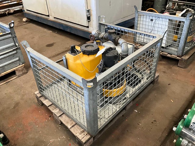 Jung pompunit - afbeelding 1 van  4