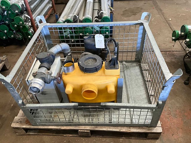 Jung pompunit - afbeelding 2 van  4