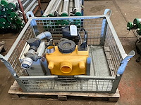 Jung pompunit - afbeelding 2 van  4