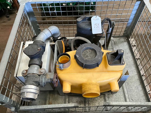 Jung pompunit - afbeelding 3 van  4