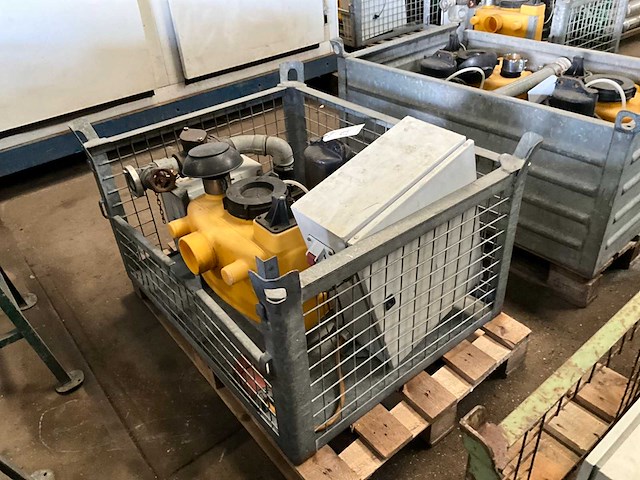 Jung pompunit - afbeelding 1 van  4