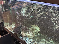 Juwel aquarium met onderkast - afbeelding 5 van  17