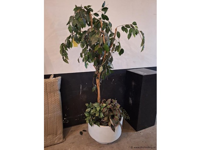 Kamerplant -. ca. 60x60x180 cm - afbeelding 1 van  3