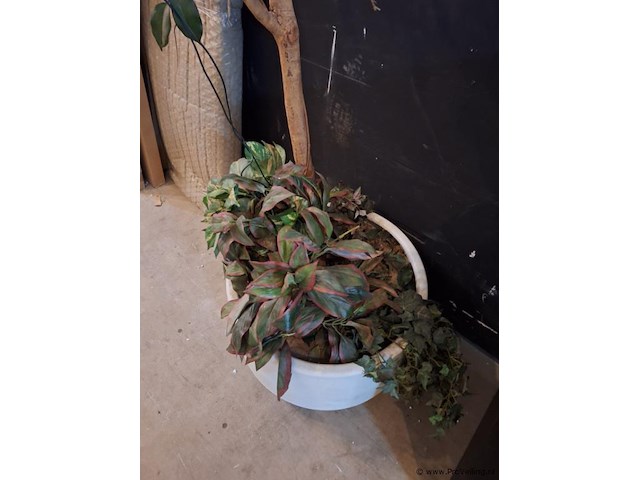 Kamerplant -. ca. 60x60x180 cm - afbeelding 2 van  3