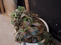 Kamerplant -. ca. 60x60x180 cm - afbeelding 2 van  3