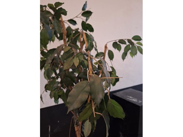 Kamerplant -. ca. 60x60x180 cm - afbeelding 3 van  3