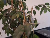 Kamerplant -. ca. 60x60x180 cm - afbeelding 3 van  3