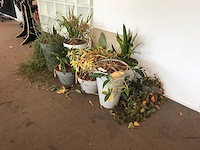 Kamerplant (10x) - afbeelding 1 van  3