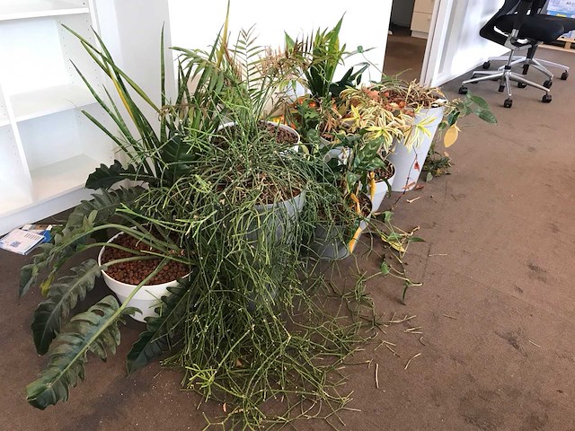 Kamerplant (10x) - afbeelding 2 van  3