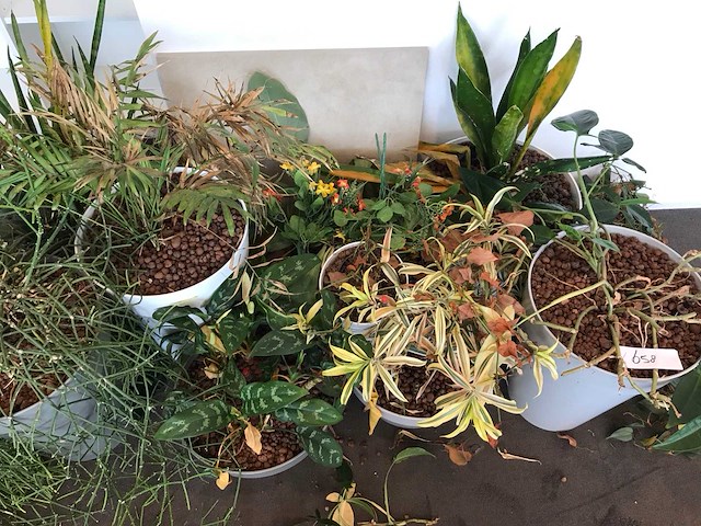 Kamerplant (10x) - afbeelding 3 van  3