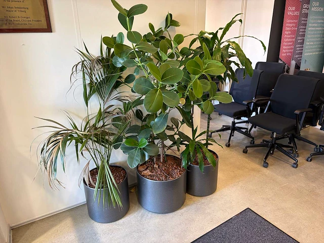 Kamerplant (3x) - afbeelding 1 van  3