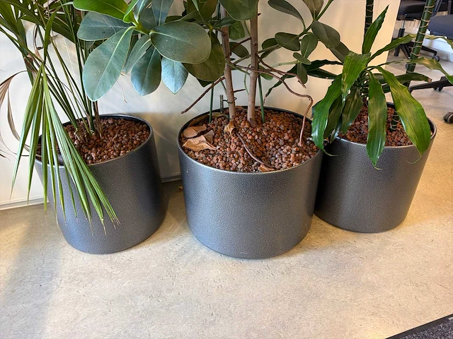 Kamerplant (3x) - afbeelding 3 van  3