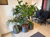 Kamerplant (3x) - afbeelding 1 van  3