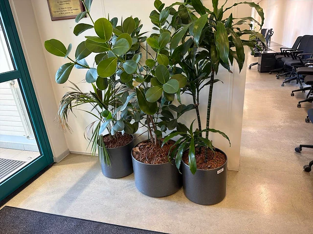 Kamerplant (3x) - afbeelding 2 van  3