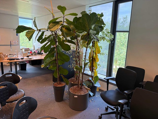 Kamerplant (5x) - afbeelding 1 van  4
