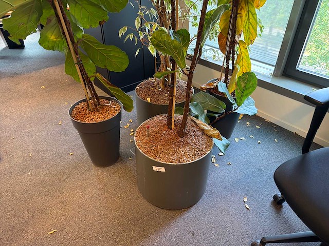 Kamerplant (5x) - afbeelding 2 van  4