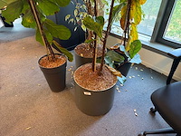 Kamerplant (5x) - afbeelding 2 van  4