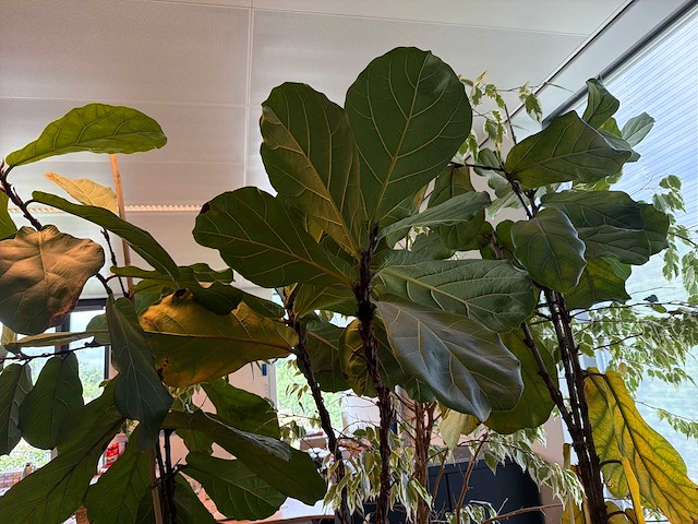 Kamerplant (5x) - afbeelding 3 van  4