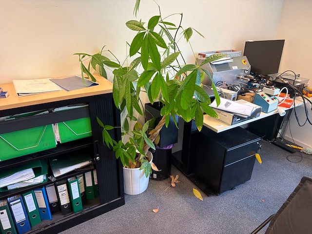 Kamerplant (5x) - afbeelding 4 van  4