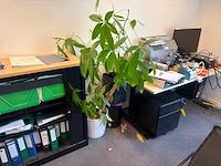 Kamerplant (5x) - afbeelding 4 van  4