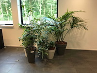 Kamerplant (5x)