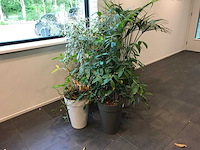 Kamerplant (5x) - afbeelding 2 van  3
