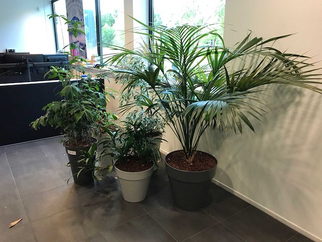 Kamerplant (5x) - afbeelding 3 van  3