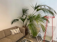 Kamerplant (6x) - afbeelding 1 van  8